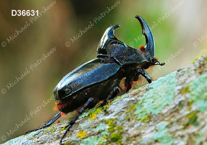 Black Pan Beetle (Enema pan)